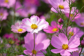 Obraz premium pink cosmos flowers