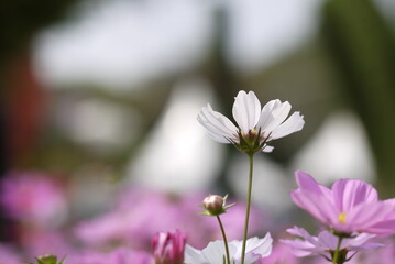 isolated white daisy flower 