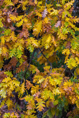Close up of oak leaves changing colour in autumn.
