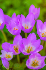 Blurry background - Purple Crocus flowers