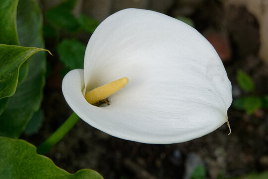Spadice 이미지 찾아보기 106 스톡 사진, 벡터 및 비디오 Adobe Stock