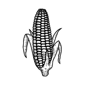 Illustration of ear of corn in engraving style. Design element for logo, label, sign, emblem, poster.