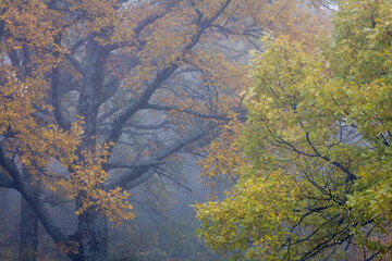 Foggy forest in autumn with oak trees in orange and greens.