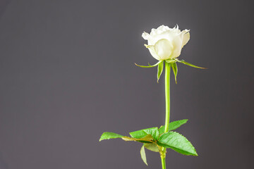 Single white rose macro background