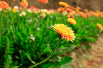 African chrysanthemum are in the greenhouse