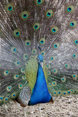 Obraz premium Close up of a beautiful Indian peafowl with an open tail