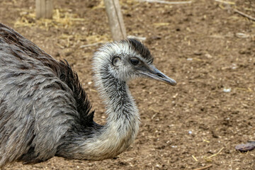 Close-up of a greater rhea