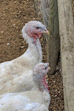 Portrait Of A Domesticated White Broad Breasted Turkey 