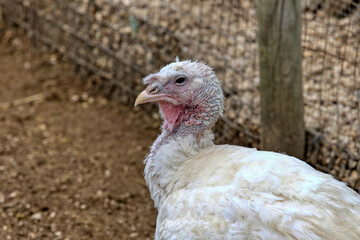 Close up of a domesticated white broad breasted turkey 