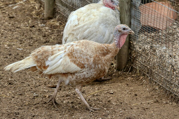 Portrait of a domesticated white broad breasted turkey 