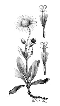 Arnika flower or Montana / Antique engraved illustration from Brockhaus Konversations-Lexikon 1908