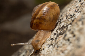Macro shot of a snail climbing down a rock. Close up