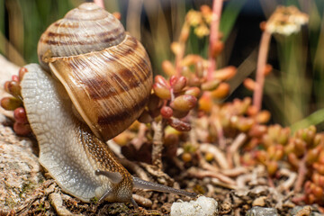 Close up of snail
