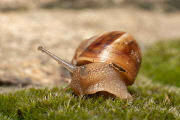 Macro shot of a snail on a grass patch with blurred background