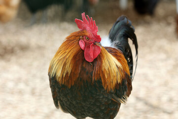 Portrait of a proud cock