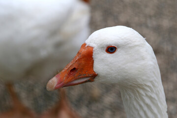 Close up of a white goose 