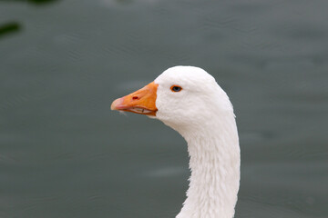 Close up of a white goose 