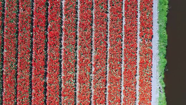 Aerial view of tulip bulb-fields in springtime, Holland, the Netherlands