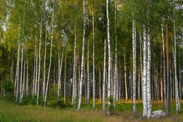 Fototapeta na wymiar Grove of birch trees in bright sunshine in late summer. Blurred background. Selective focus