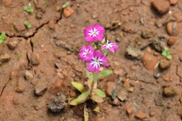 Flowers Blooming on Plants Forming A Background