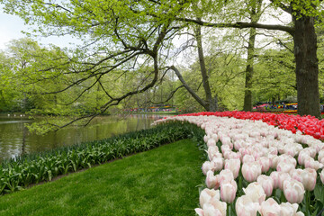 The flower garden with blooming white and pink tulips over the lake in Lisse, South Holland,...