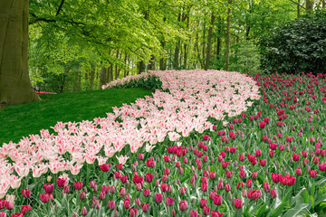 Blooming pink and purple tulips in the garden making striped flowerbed. Spring in Lisse, South...