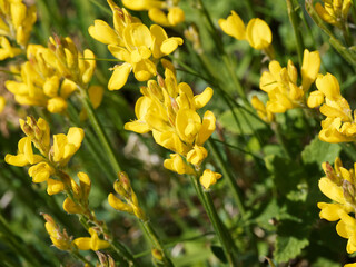 Genista sagittalis | Gewöhnlicher Flügelginster. Doppelter Blütenhülle, Blütenkrone mit form...