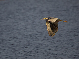 Purple heron. Ardea purpurea. Bird in flight.
