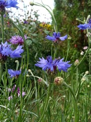 Obraz premium Purple Flower