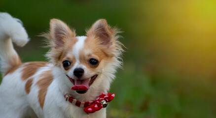white and brow cute Chihuahua dog standing on the yard. chihuahua is the smallest breed of dog, and is named after the Mexican state of Chihuahua.
