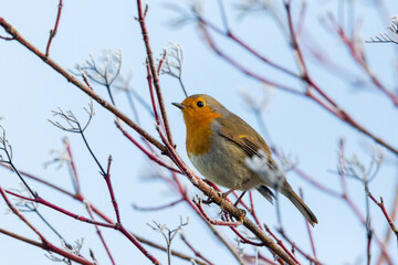 european robin (erithacus rubecula) standing on tree branches in winter