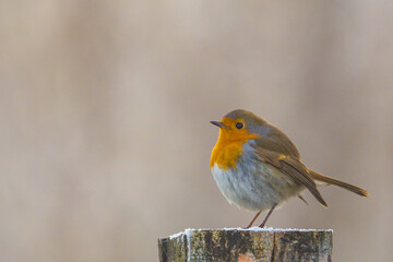 european robin (erithacus rubecula) standing on wood post