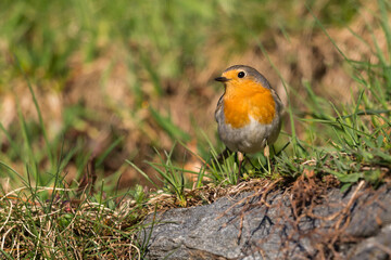 portrait european robin (erithacus rubecula) standing in green meadow