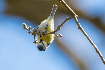 blue tit bird (parus caeruleus) hanging upside down on tree branch - 355661044