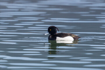 male tufted duck portrait (aythya fuligula) swimming in water