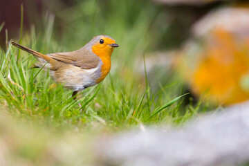 close-up european robin (Erithacus rubecula) standing on ground