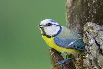 close-up blue tit bird (parus caeruleus) looking out of tree hole