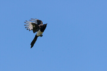 Gazza  in volo in un cielo azzurro