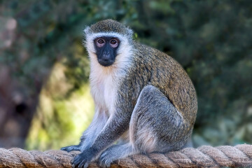 Wild Animal Olive baboon Monkey or Anubis Baboon Monkey in Hamilton Safari, Ontario, Canada
