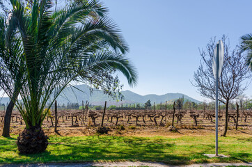 Vineyard landscape in Lonquen, Chile. Mountains and blue sky in the background.