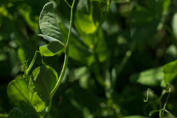 Sunlight on fresh green leaves with dew drops.