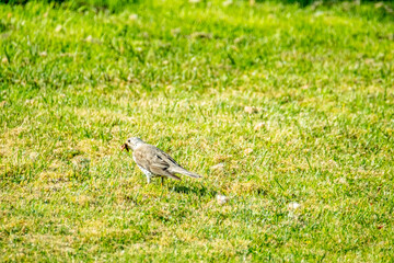 Kestrel catching worms on a lawn in County Donegal - Ireland