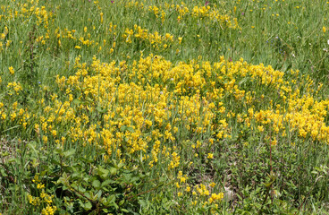 Fototapeta premium Genista sagittalis | Gewöhnlicher Flügelginster oder Ramsele. Teppich aus gelben Blumen und typische Pflanze des trockene Wiesen des südlichen Schwarzwaldes