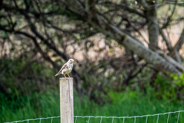 Kestrel catching worms on a lawn in County Donegal - Ireland