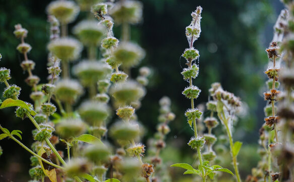 Bamari seeds growing on its stems. Bamari or Babri is variety of basil plant used for medicinal purpose in Nepal and South Asia.