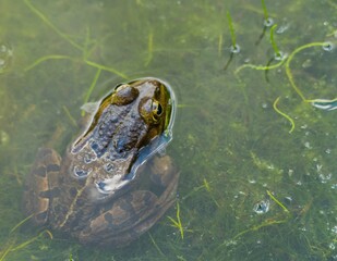 Frosch in Sumpf 
