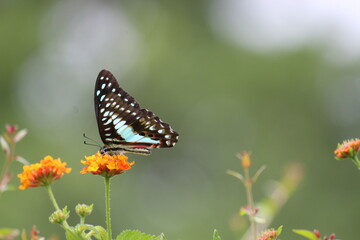 Bluebottle Butterfly