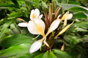 Fototapeta premium White flowers with green leafs 