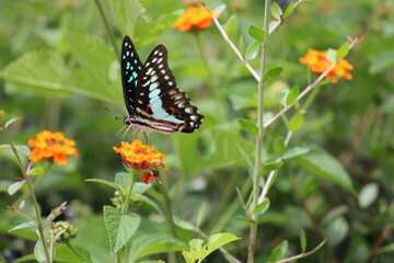 Bluebottle Butterfly