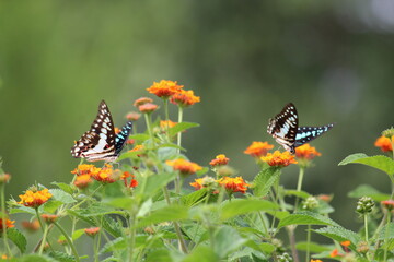 Bluebottle Butterfly